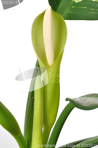 Image of Dieffenbachia Flower Isolated on White