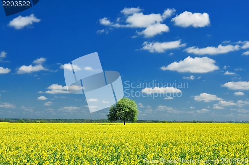 Image of Spring Landscape, Lonely tree and Colza Field