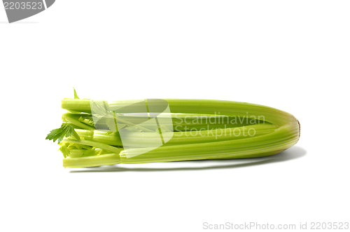 Image of Green Celery on White Background