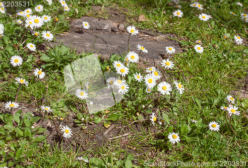 Image of Daisy flower