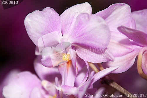 Image of Phalaenopsis