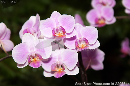 Image of Phalaenopsis