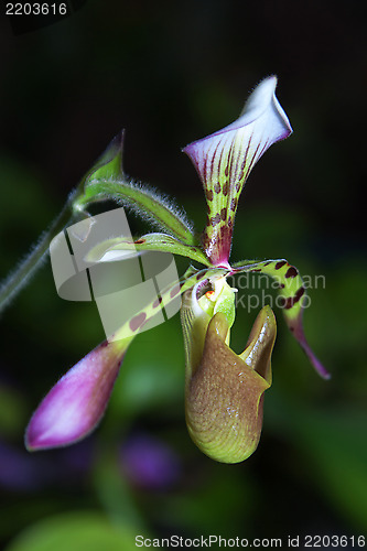 Image of Paphiopedilum