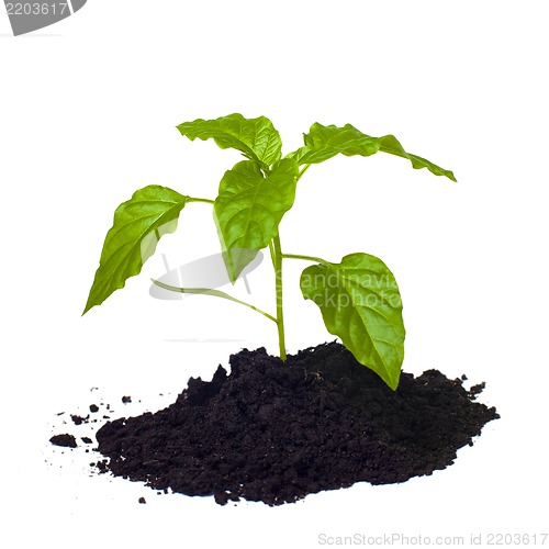 Image of Young seedling growing in a soil.