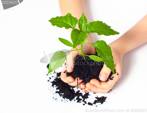 Image of Small plant cupped in child's hands