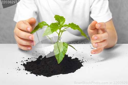 Image of Small plant cupped in child's hands