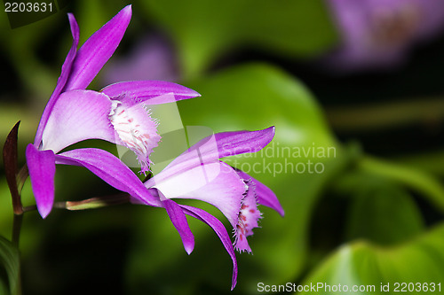 Image of Japan Orchid (Bletilla striata)