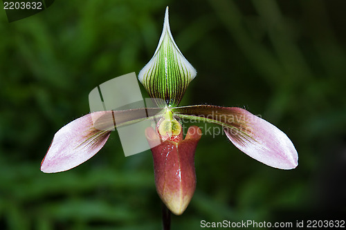 Image of Paphiopedilum