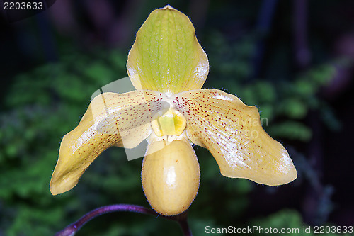 Image of Paphiopedilum