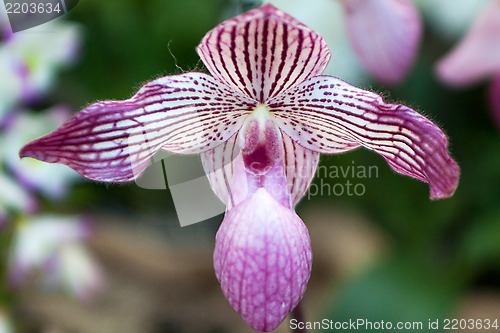 Image of Paphiopedilum