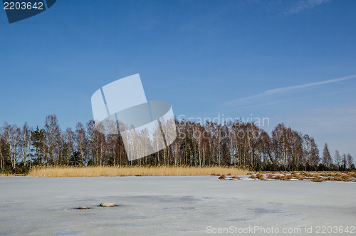 Image of Group of birches