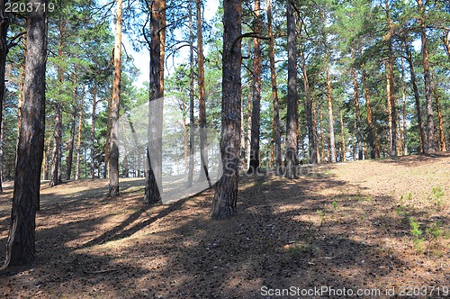 Image of pine forest
