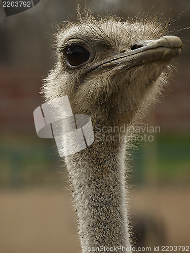 Image of Ostrich