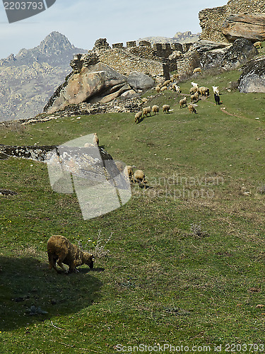 Image of Sheep in to the ruins