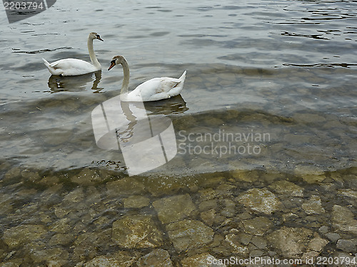 Image of Swans