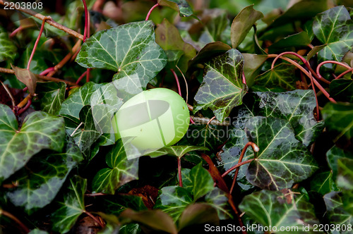 Image of easter eggs hidden in backyard