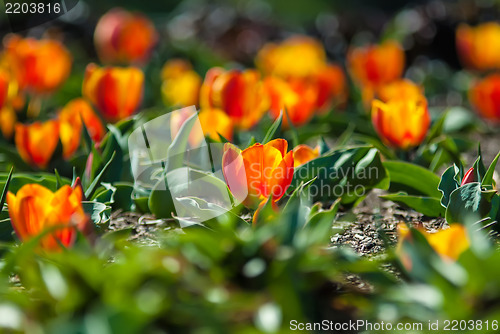 Image of field of orange tulips