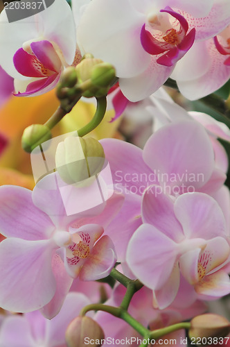 Image of Beautiful white and pink  orchid - phalaenopsis