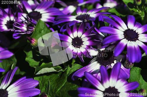 Image of Vibrant bright purple with white daisy flowers