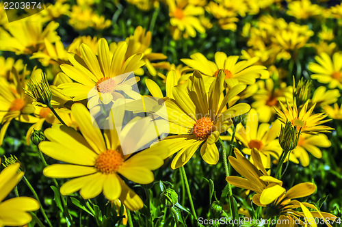 Image of close up of a bunch of yellow daisies