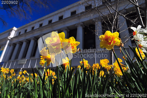 Image of dafodils with a classic old building in background