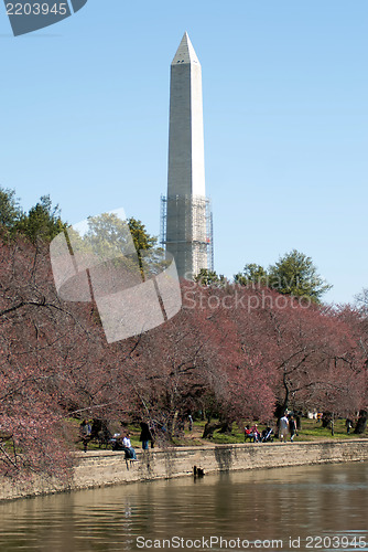 Image of Washington Monument reflected in Tidal Basin and surrounded by p