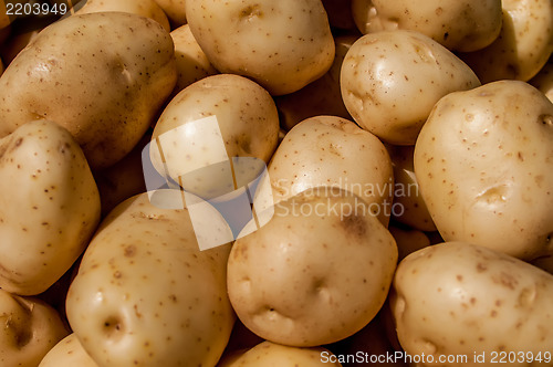 Image of close up of big white potatoes on market stand