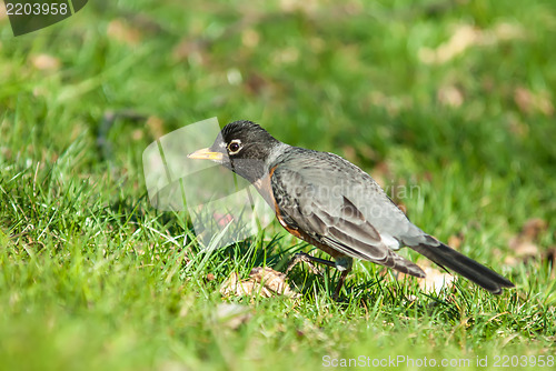 Image of Robin bird on grassy lawn