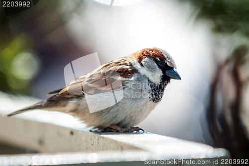 Image of sparrow sitting on the balcony