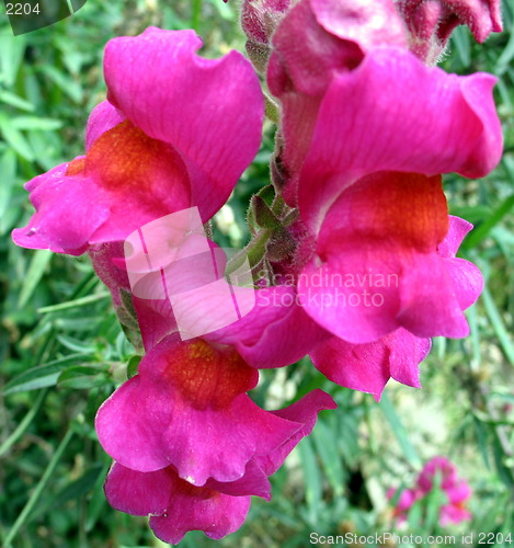 Image of Pink Red blossoms