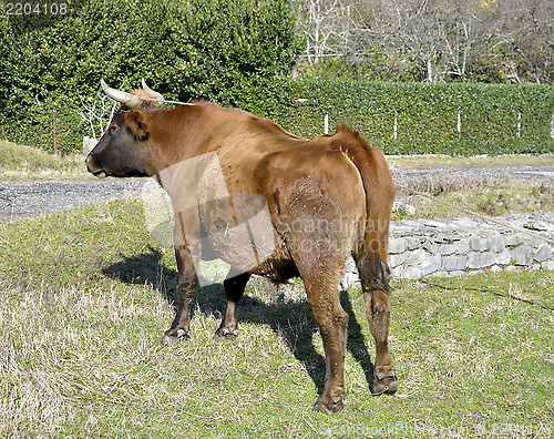 Image of horned bull