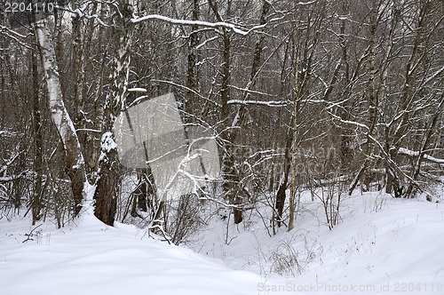 Image of winter landscape