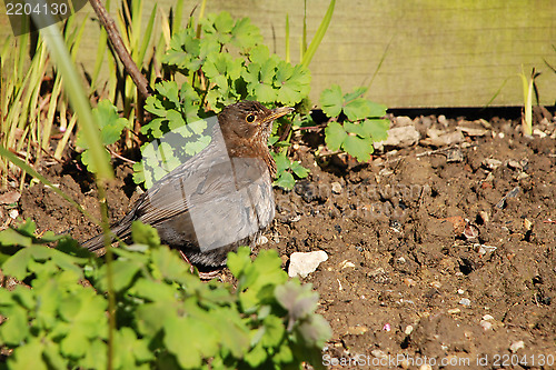 Image of Female blackbird basking in the sunshine