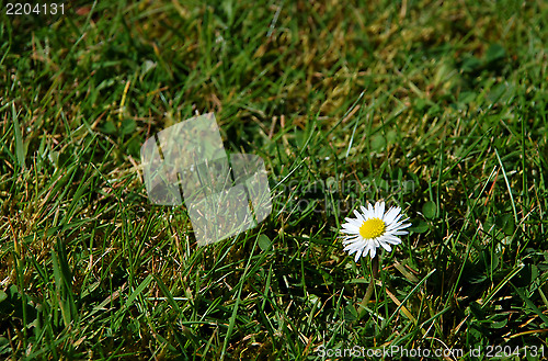 Image of Single daisy in green grass