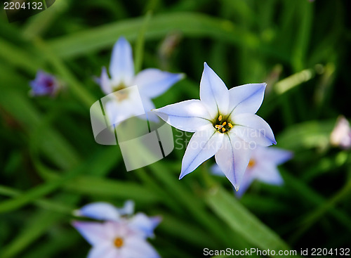 Image of Beautiful blue and white spring starflowers