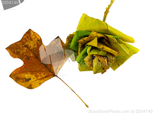 Image of leaf bouquet of tuliptree leaves and bright leaf  