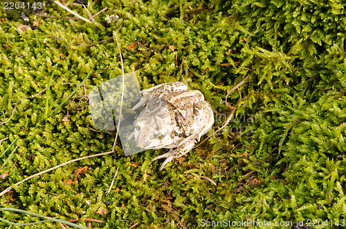 Image of garlic spadefoot toad pelobates fuscus moss 