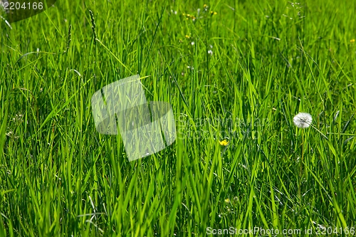 Image of Grass