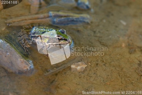 Image of Frog