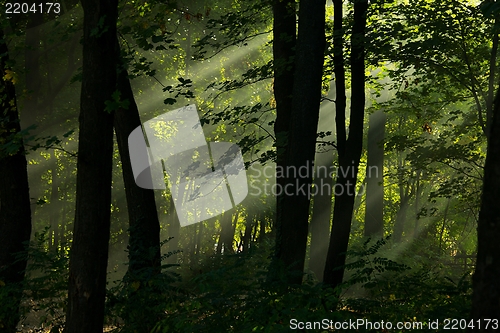 Image of Forest