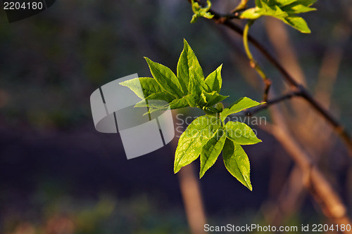 Image of Leaves