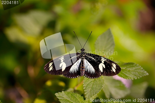 Image of Butterfly