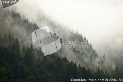 Image of Forest Fog