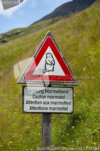 Image of Marmots