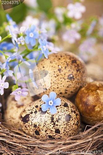 Image of quail eggs and spring flowers