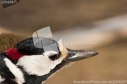 Image of greater spotted woodpecker