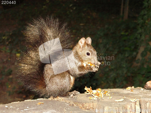 Image of Squirrel