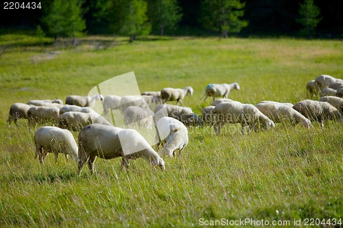 Image of Sheep