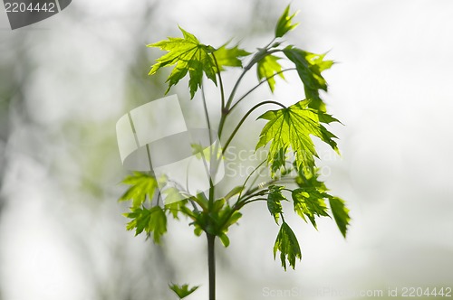 Image of Plant