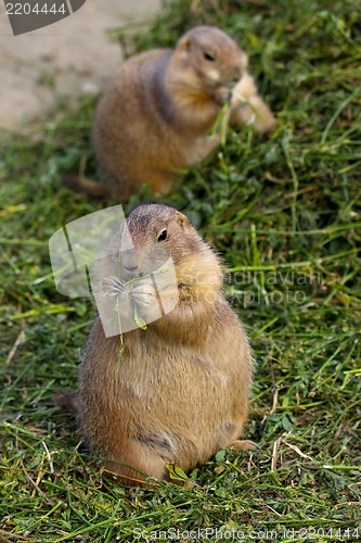 Image of Prairie Dogs